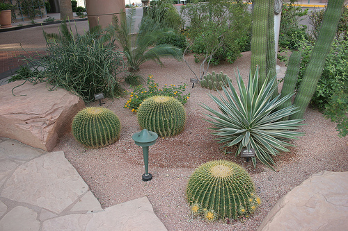 Cactus Landscape Ideas | Simple House Design Ideas