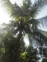 ココナッツの木