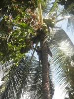 ココナッツの木に登って実を取るスタッフ