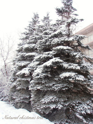 natural christmas tree