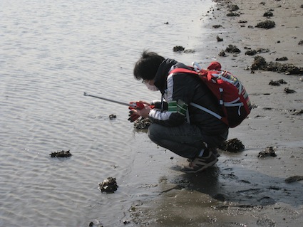 2014年2月1日（土）干潟清掃で「渡り鳥サポーターになろう！」⑪