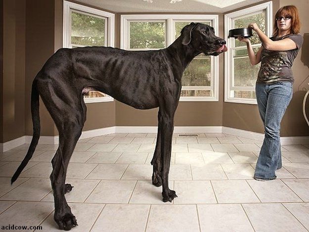 世界最大の犬4 X Amusing Blog To Rushia X