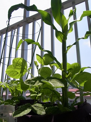 2012_0704_101338-RIMG0004.jpg