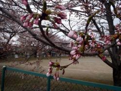 桜の花。①