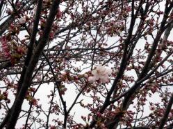 桜の花。②