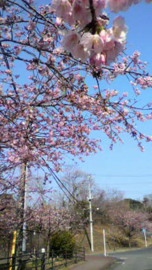 伊豆高原　ギャラリー　ショップ　ギャラリーぶなの木　大寒桜