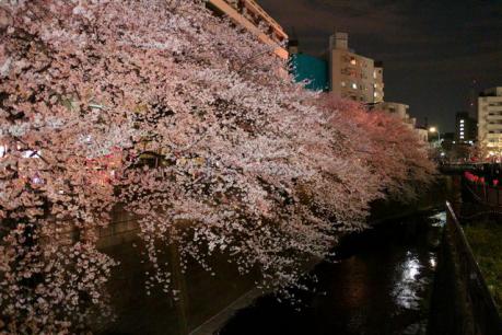 中目黒桜20130206