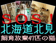 SOS北海道北見飼育放棄の47匹の猫たち