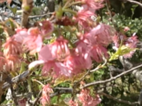 宇和島の桜