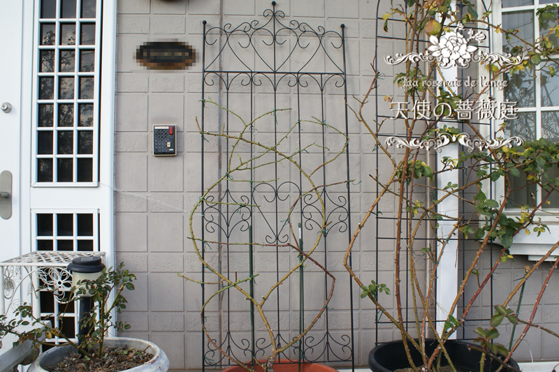 誘引 レオナルド ダ ヴィンチ 玄関横のトレリスに誘引 鉢植え La Roseraie De L Ange 天使の薔薇庭