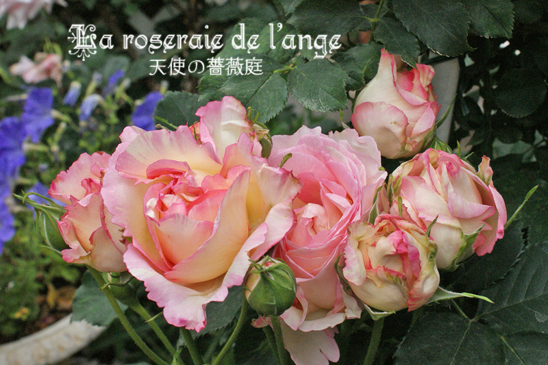 ５月のペッシュ ボンボン コロンと可愛い蕾 フリフリの花びら 花もちがとってもいい薔薇 アーチ誘引してます La Roseraie De L Ange 天使の薔薇庭