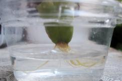 水耕栽培1ヶ月のリトープス属白花黄紫勲