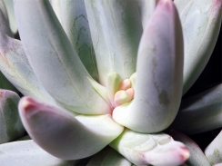 千代田の松の花芽? 千代田の松の花芽?