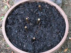 寒肥と冬越し準備完了の鉢栽培の芍薬