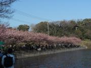 三浦海岸桜まつり　小松ヶ池公園