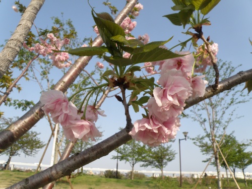 P4240136福禄寿の花の風景_500.jpg