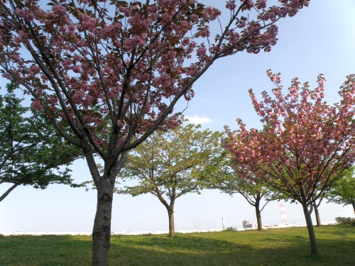 P4240126荒川の桜の風景_500.jpg