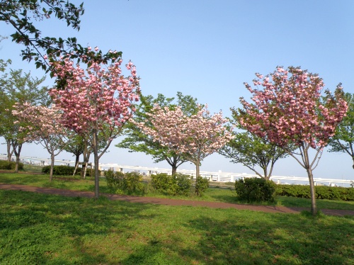 P4240167八重桜の風景_500.jpg