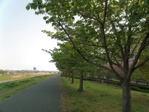 P4240159荒川の桜の風景_500.jpg
