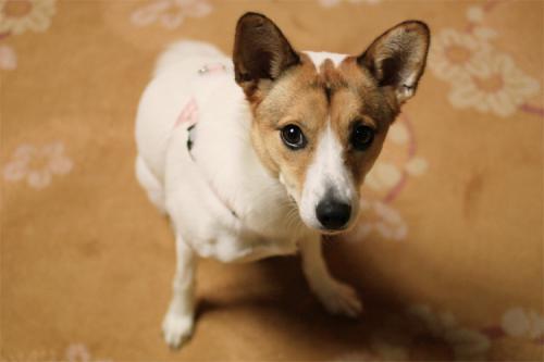 上から撮ると仔犬風