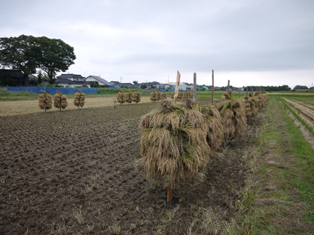 もち米収穫