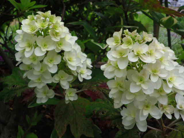 カシワバアジサイ ６月の花 季節の花便り 四季の花とくらし
