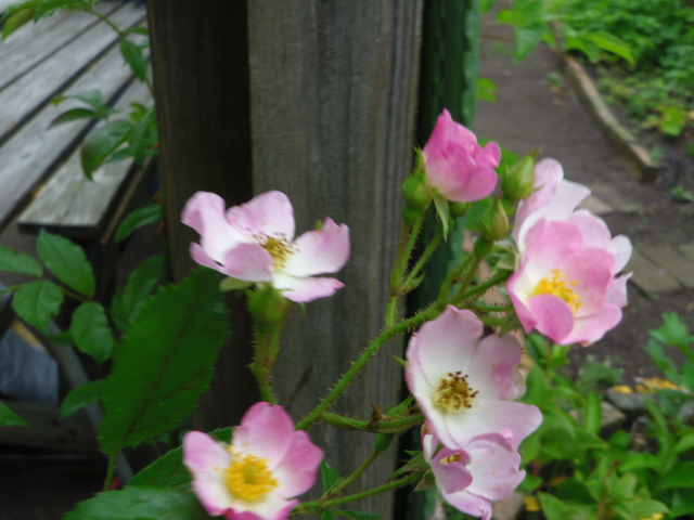 庭に咲いたバラと薔薇の花言葉 季節の花便り 四季の花とくらし