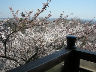 枡形山の桜