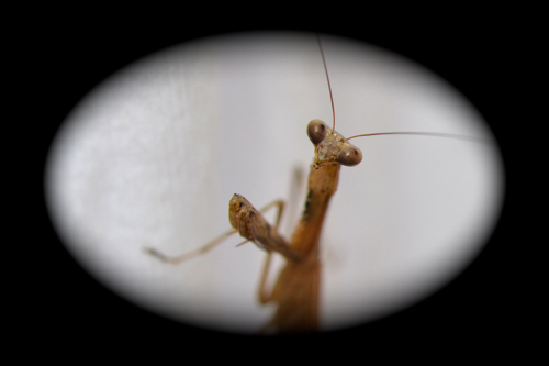 コカマキリ