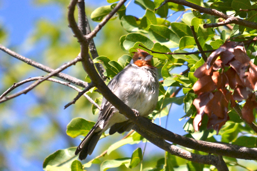 Red-Crested Cardinalの幼鳥