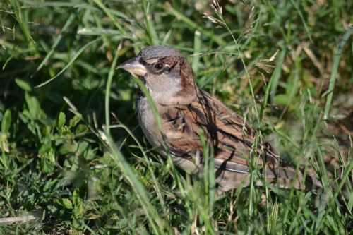 House Sparrow ♂