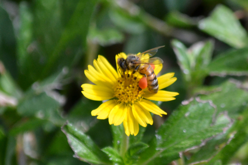 ミツバチと花粉玉