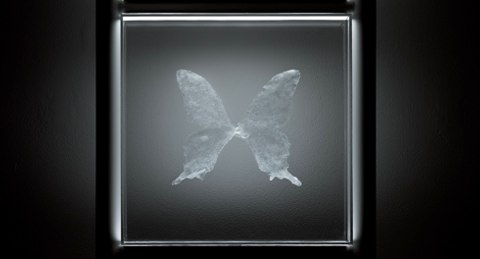 宮永愛子「untitled -butterfly-」