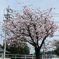 クラスター桜