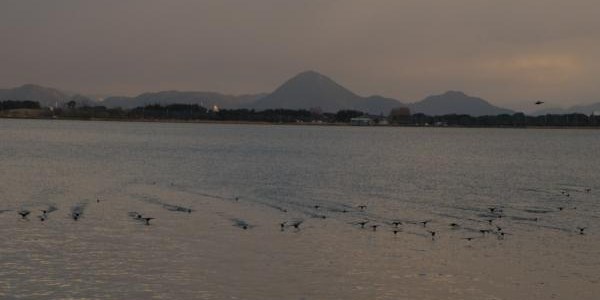 琵琶湖で水鳥さんがいっせいに動いた