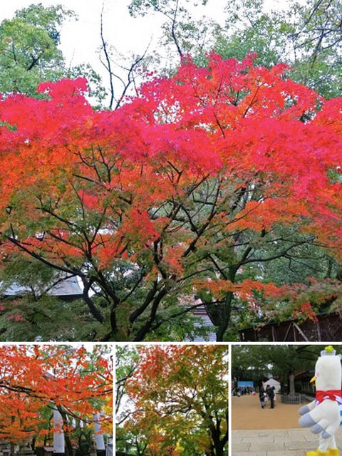 湊川神社の紅葉