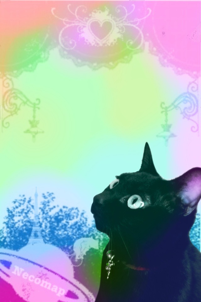 Necomap 黒猫的iphone生活 Iphone壁紙 黒猫虹色風味 ゆるふわ