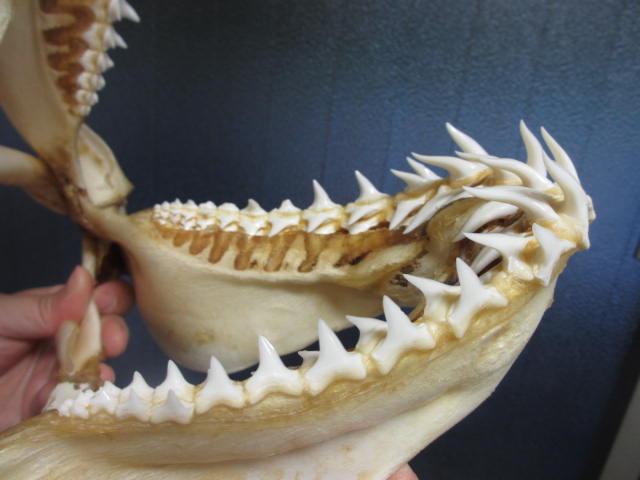 ◇「サメの歯」標本 - 魚類、水生生物
